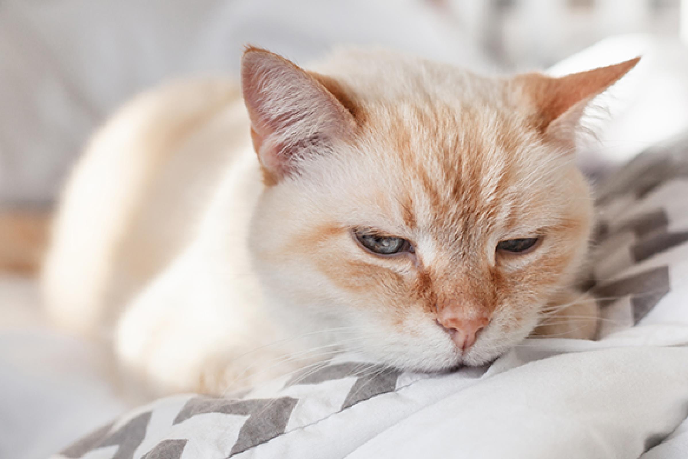 Signos de dolor en gatos